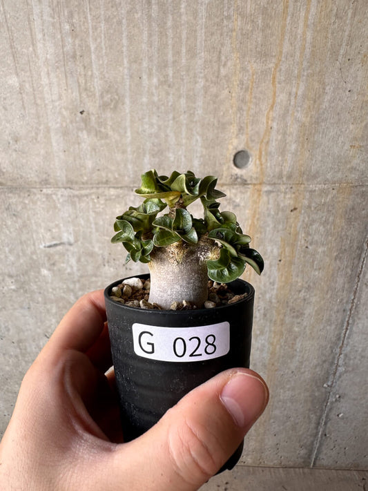 【現品限り】アデニウム・DHA 葉巻【G28】 Adenium DHA