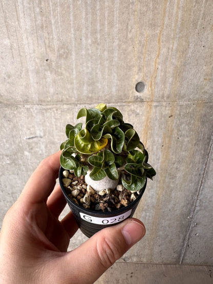 【現品限り】アデニウム・DHA 葉巻【G28】 Adenium DHA