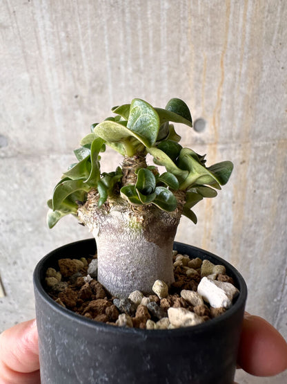 【現品限り】アデニウム・DHA 葉巻【G28】 Adenium DHA