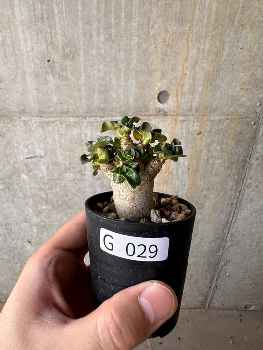 【現品限り】アデニウム・DHA 葉巻【G29】 Adenium DHA