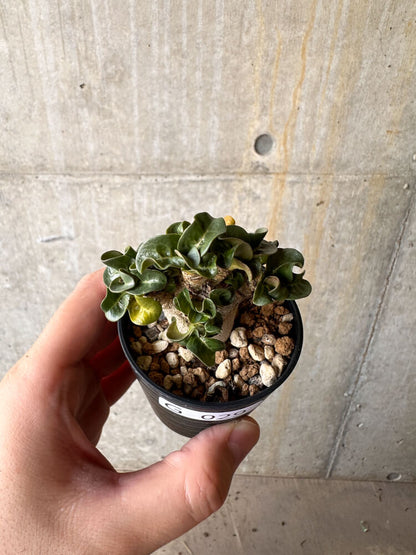 【現品限り】アデニウム・DHA 葉巻【G29】 Adenium DHA