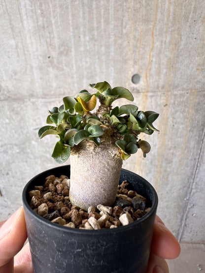 【現品限り】アデニウム・DHA 葉巻【G29】 Adenium DHA