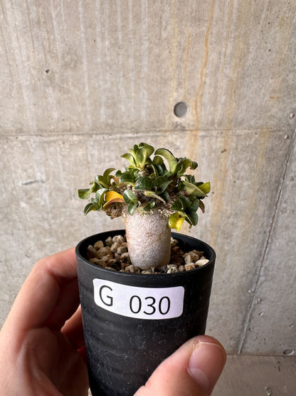 【現品限り】アデニウム・DHA 葉巻【G30】 Adenium DHA