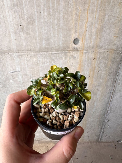 【現品限り】アデニウム・DHA 葉巻【G30】 Adenium DHA