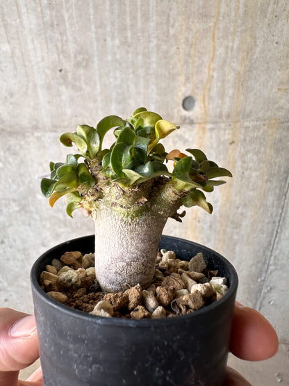 【現品限り】アデニウム・DHA 葉巻【G30】 Adenium DHA
