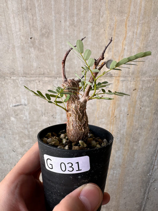 【現品限り】センナ・メリディオナリス 実生【G31】 Senna meridionalis