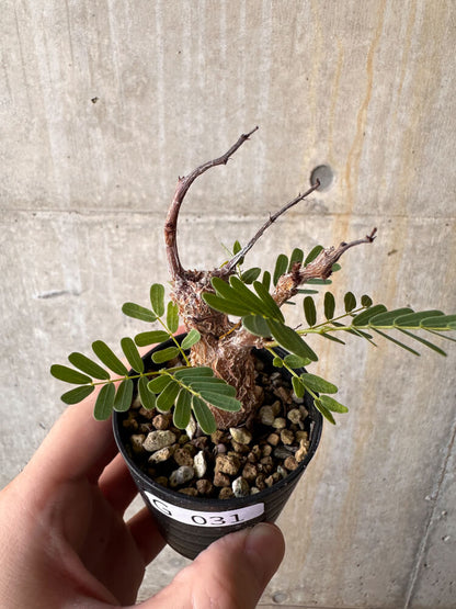 【現品限り】センナ・メリディオナリス 実生【G31】 Senna meridionalis