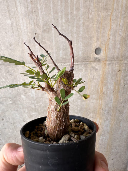 【現品限り】センナ・メリディオナリス 実生【G31】 Senna meridionalis