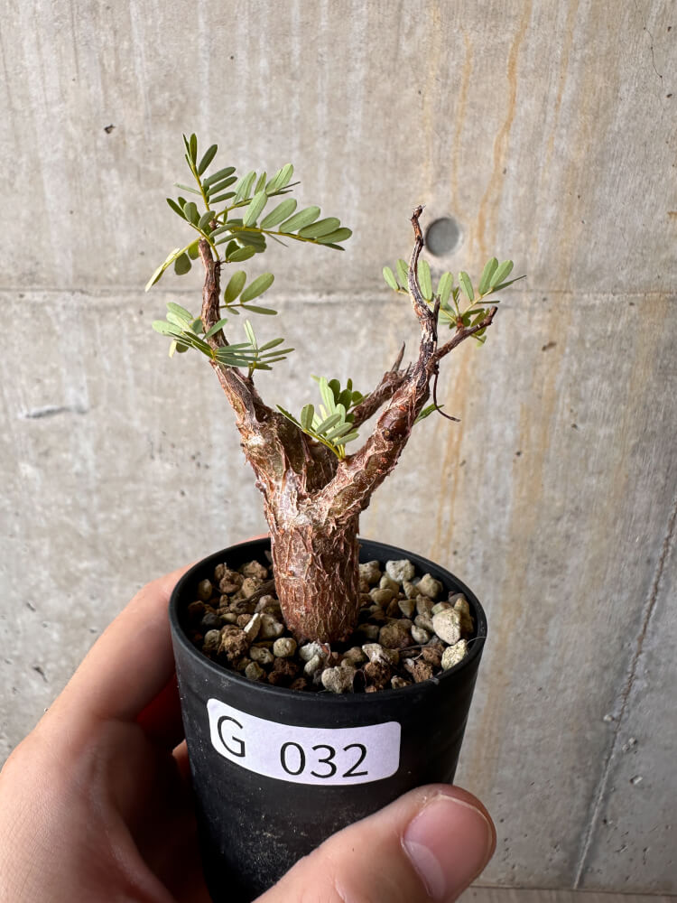 【現品限り】センナ・メリディオナリス 実生【G32】 Senna meridionalis