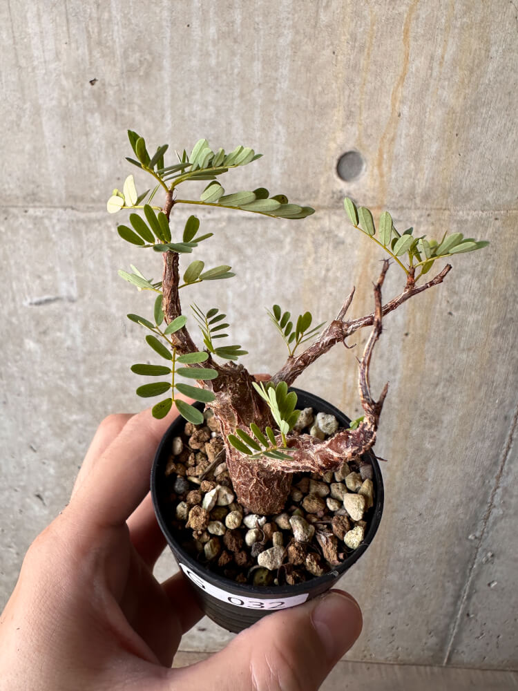 【現品限り】センナ・メリディオナリス 実生【G32】 Senna meridionalis