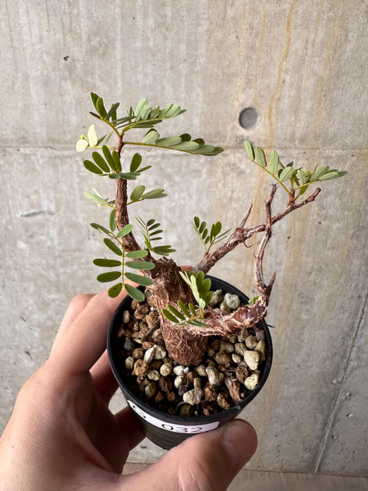 【現品限り】センナ・メリディオナリス 実生【G32】 Senna meridionalis