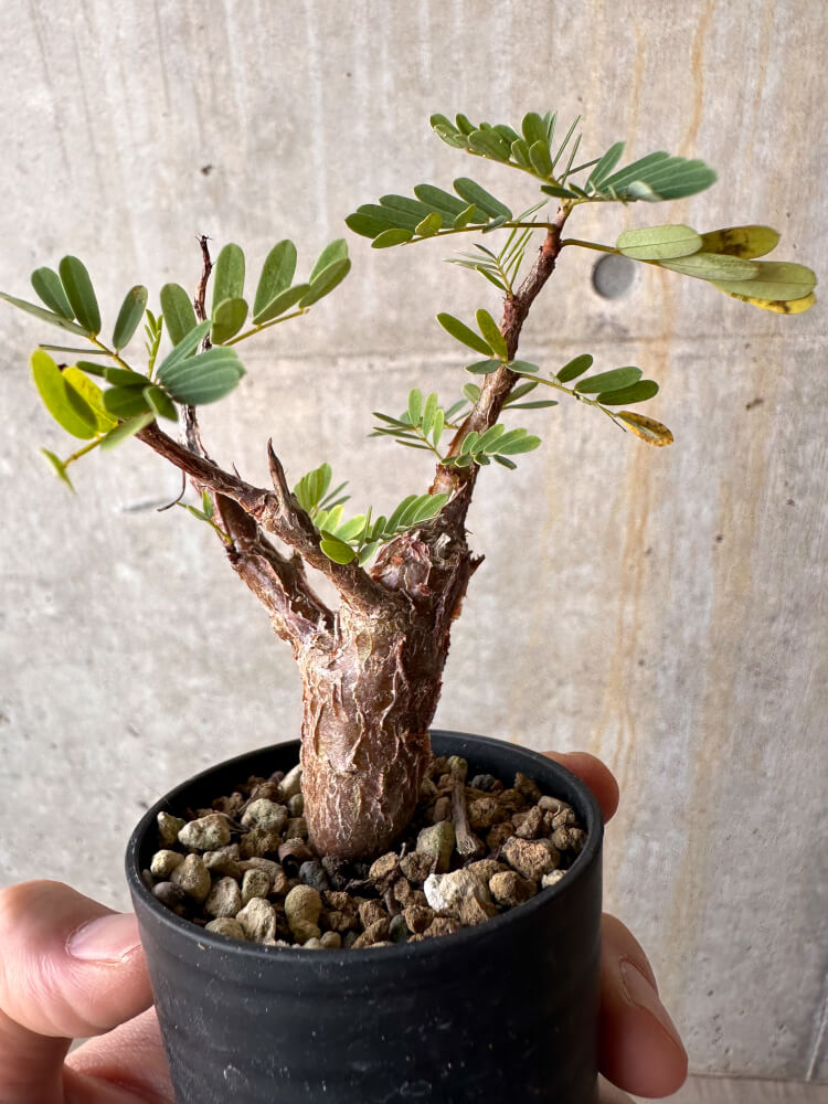 【現品限り】センナ・メリディオナリス 実生【G32】 Senna meridionalis