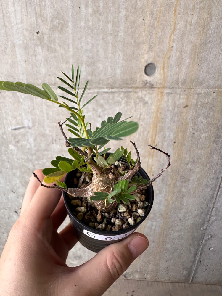 【現品限り】センナ・メリディオナリス 実生【G33】 Senna meridionalis