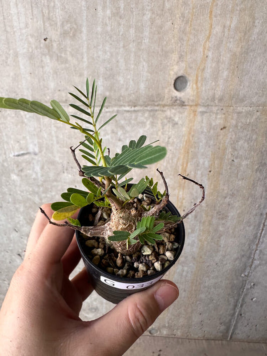 【現品限り】センナ・メリディオナリス 実生【G33】 Senna meridionalis