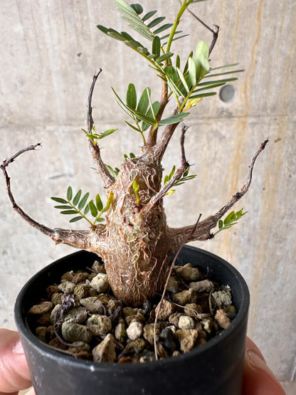 【現品限り】センナ・メリディオナリス 実生【G33】 Senna meridionalis