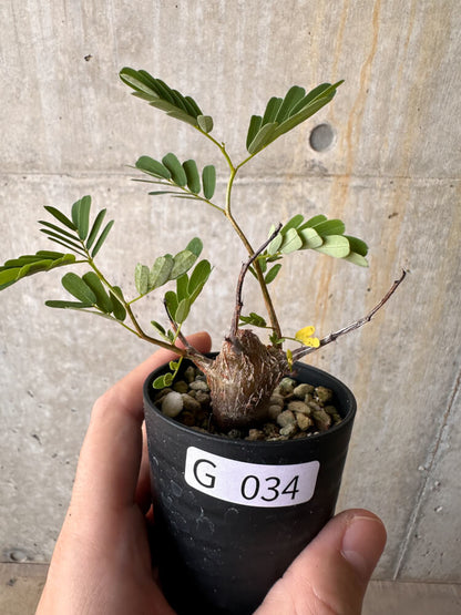 【現品限り】センナ・メリディオナリス 実生【G34】 Senna meridionalis