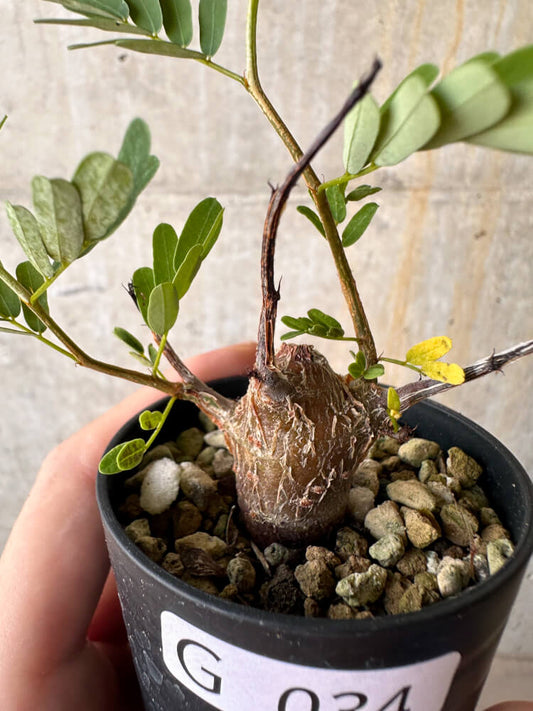 【現品限り】センナ・メリディオナリス 実生【G34】 Senna meridionalis