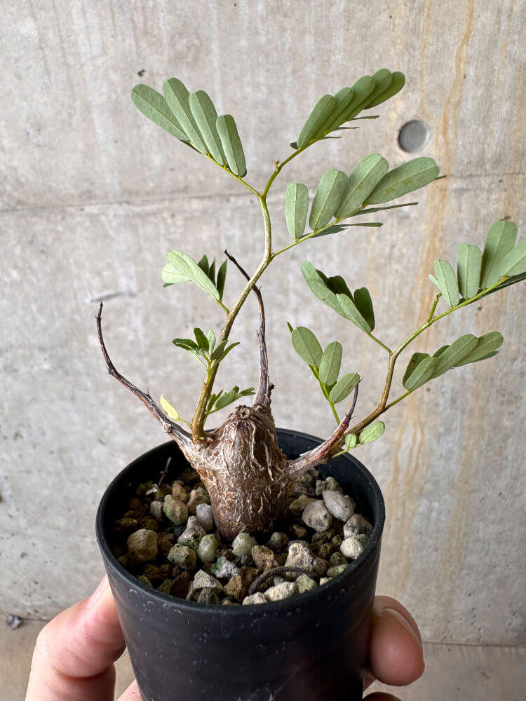 【現品限り】センナ・メリディオナリス 実生【G34】 Senna meridionalis