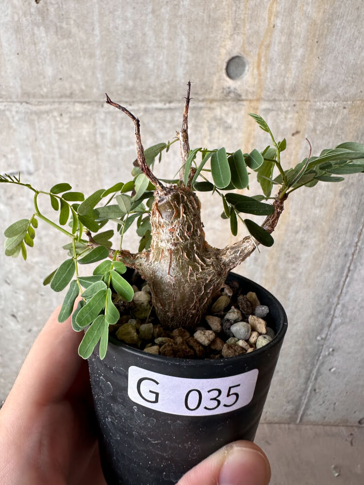 【現品限り】センナ・メリディオナリス 実生【G35】 Senna meridionalis