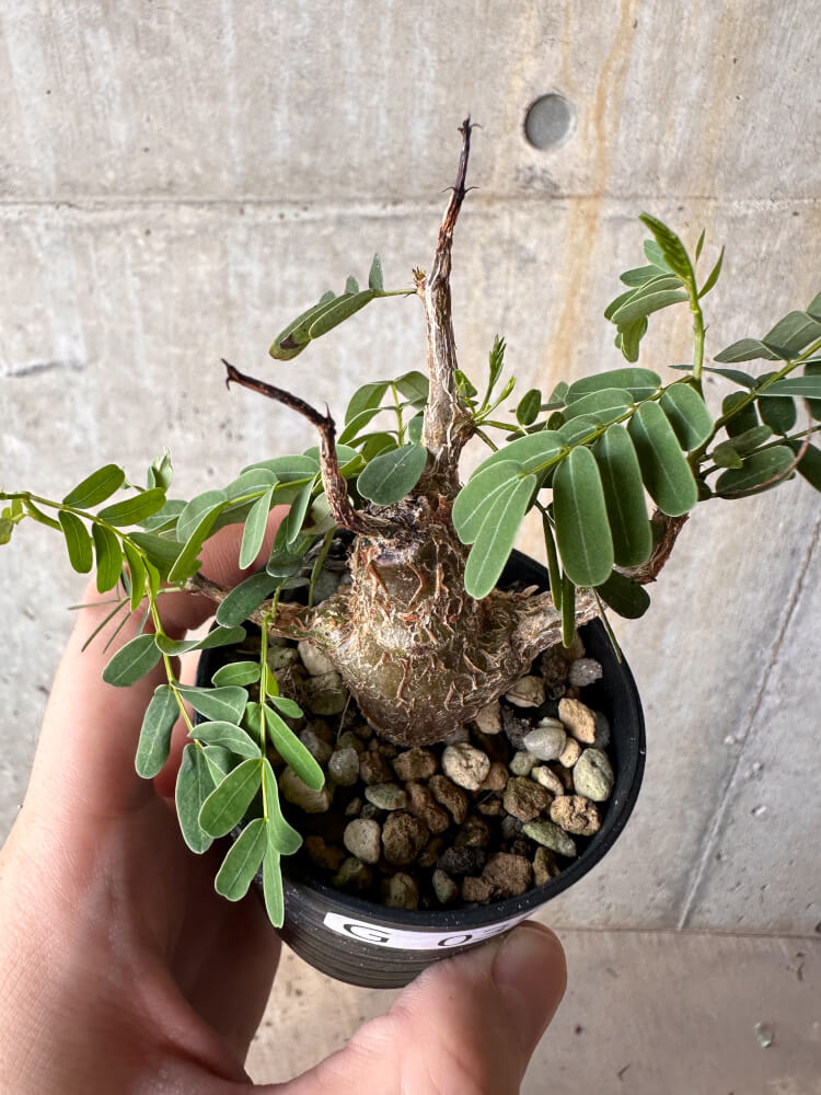 【現品限り】センナ・メリディオナリス 実生【G35】 Senna meridionalis