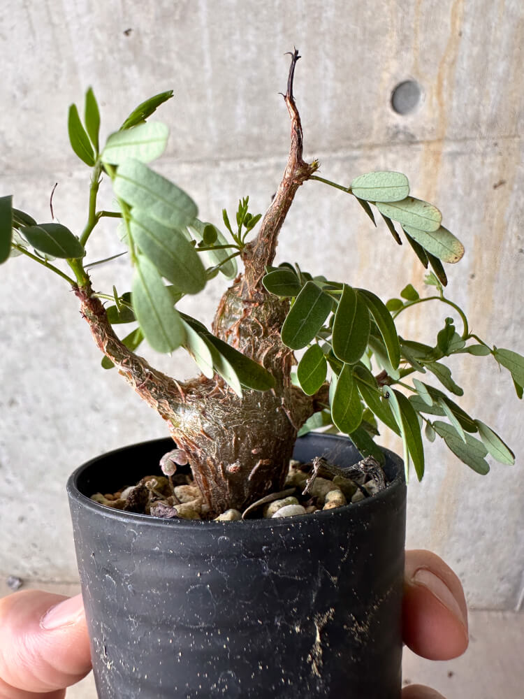 【現品限り】センナ・メリディオナリス 実生【G35】 Senna meridionalis