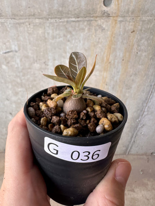 【現品限り】アデニウム・ソコトラナム 実生【G36】 Adenium socotranum