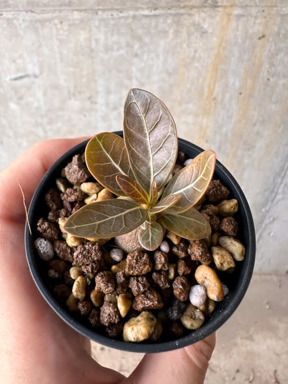 【現品限り】アデニウム・ソコトラナム 実生【G36】 Adenium socotranum