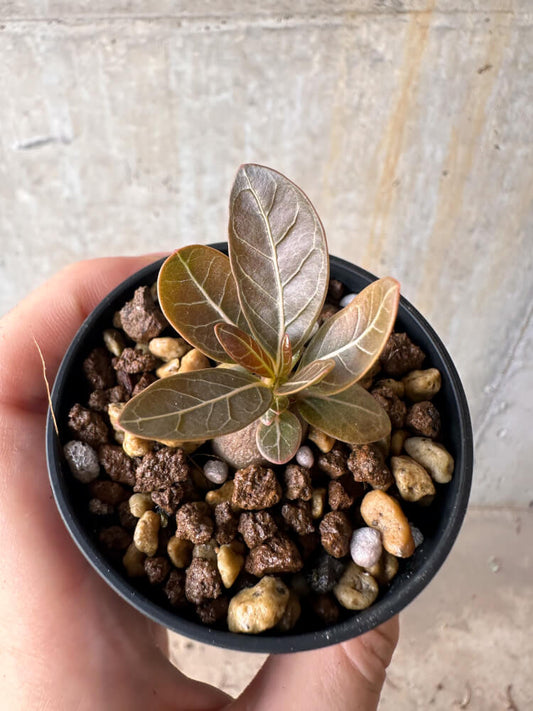 【現品限り】アデニウム・ソコトラナム 実生【G36】 Adenium socotranum
