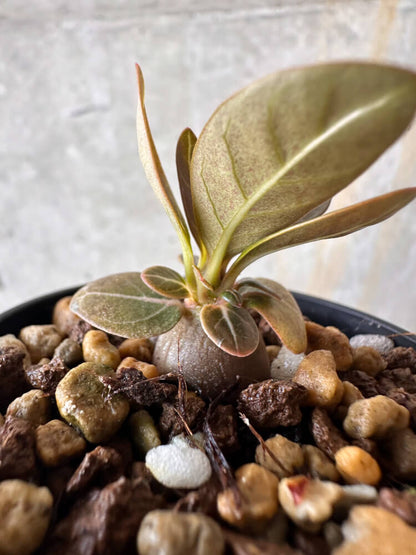 【現品限り】アデニウム・ソコトラナム 実生【G36】 Adenium socotranum