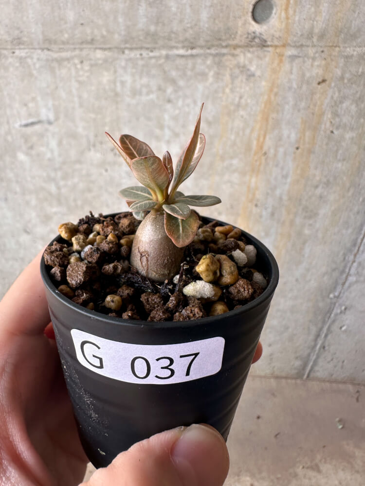 【現品限り】アデニウム・ソコトラナム 実生【G37】 Adenium socotranum