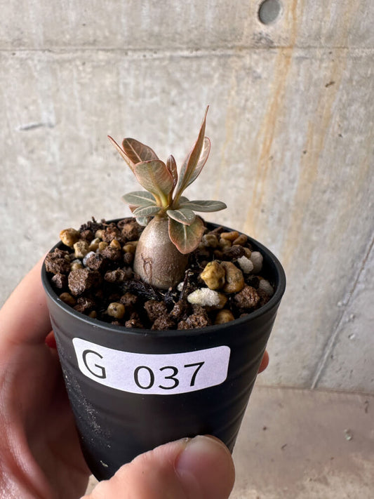 【現品限り】アデニウム・ソコトラナム 実生【G37】 Adenium socotranum