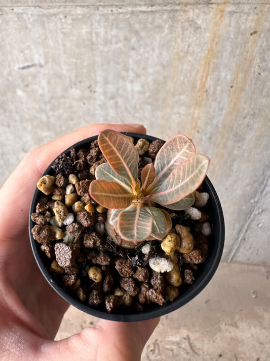 【現品限り】アデニウム・ソコトラナム 実生【G37】 Adenium socotranum