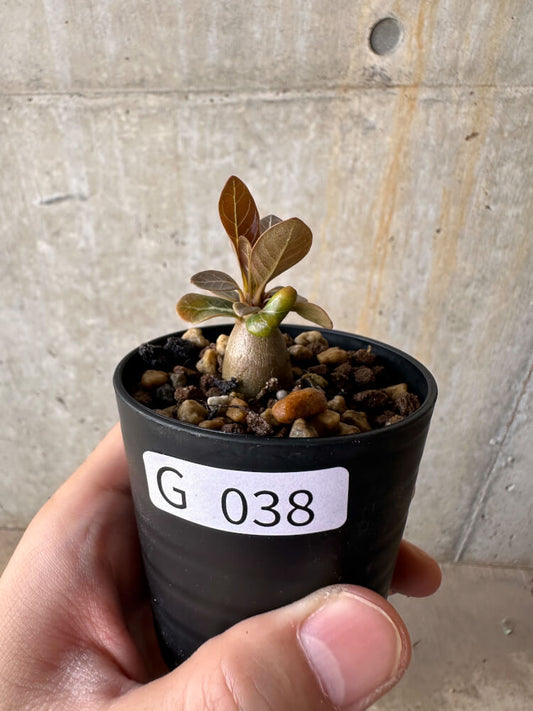 【現品限り】アデニウム・ソコトラナム 実生【G38】 Adenium socotranum