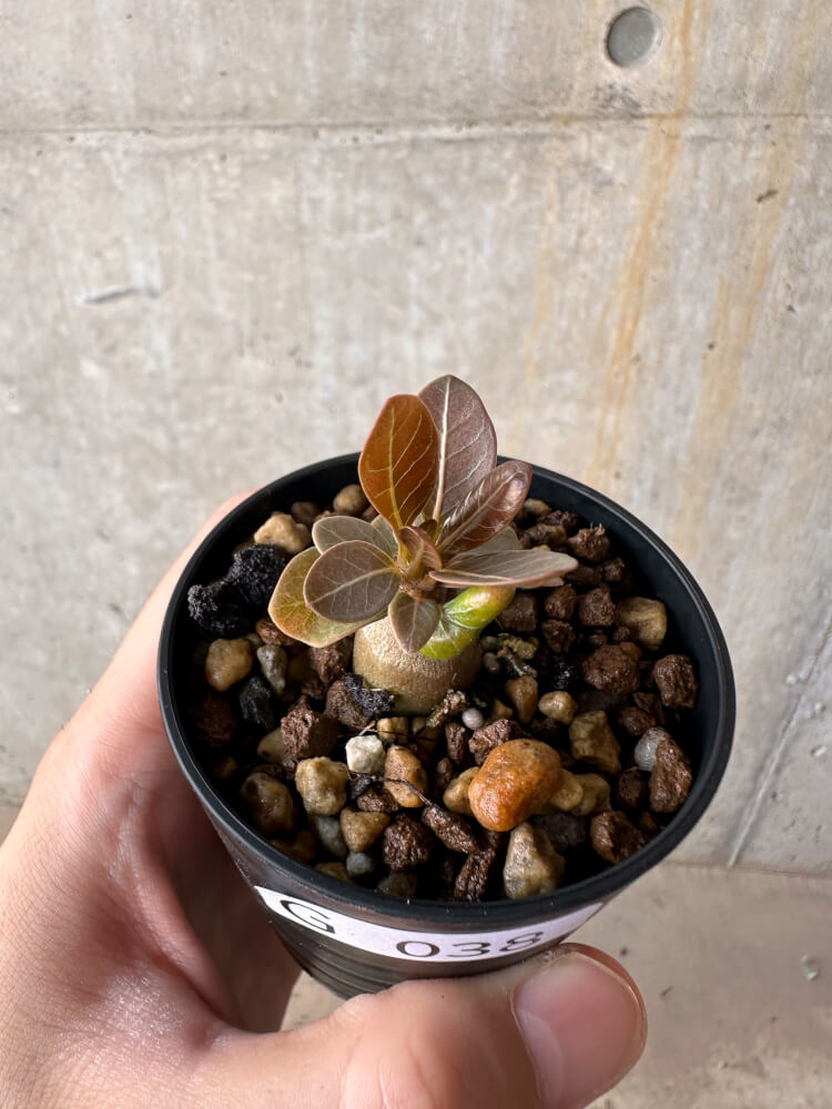 【現品限り】アデニウム・ソコトラナム 実生【G38】 Adenium socotranum