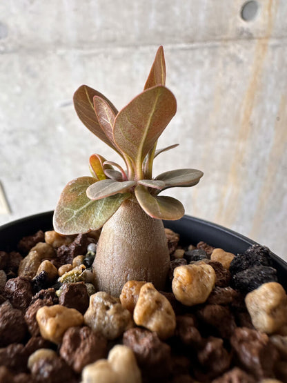 【現品限り】アデニウム・ソコトラナム 実生【G38】 Adenium socotranum