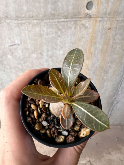 【現品限り】アデニウム・ソコトラナム 実生【G39】 Adenium socotranum