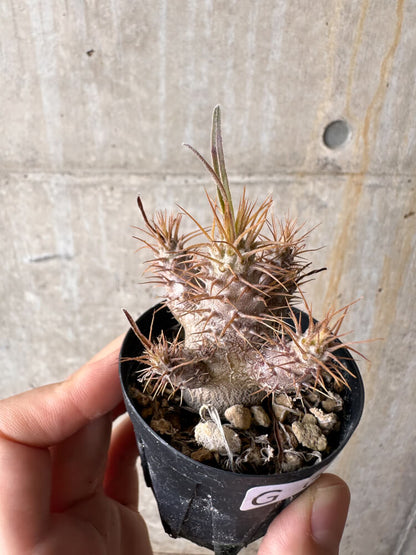 【現品限り】パキポディウム・グラキリス【G3】 Pachypodium gracilius