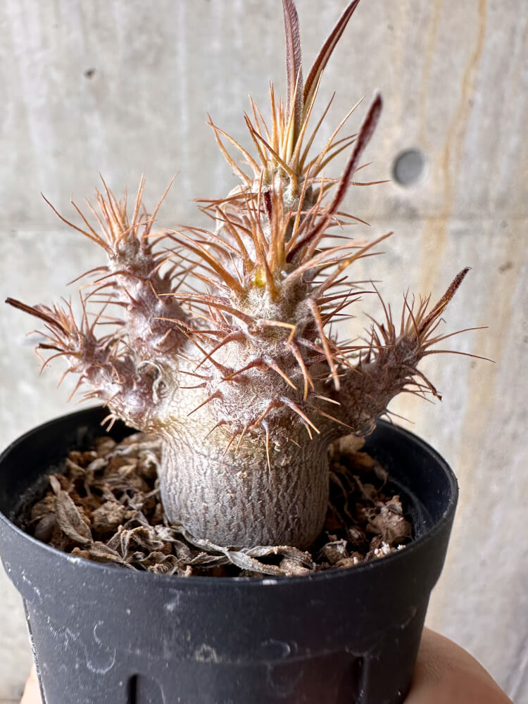 現品限り】パキポディウム・グラキリス【G3】 Pachypodium gracilius