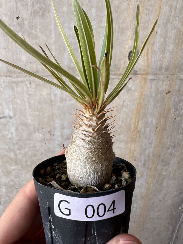 【現品限り】パキポディウム・グラキリス【G4】 Pachypodium gracilius