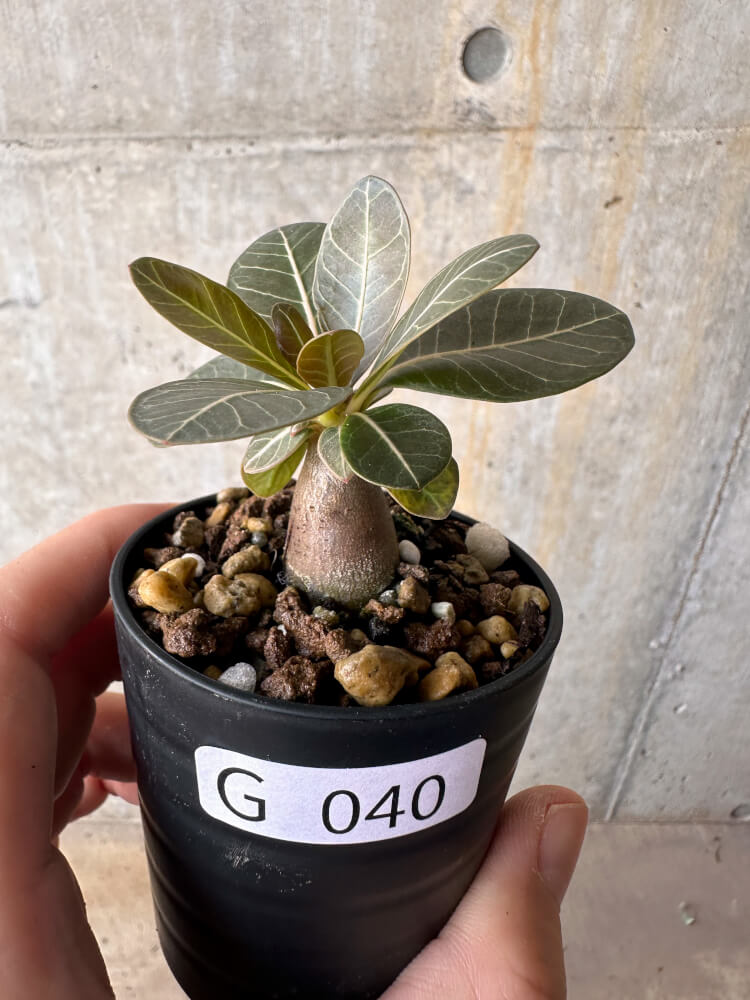 【現品限り】アデニウム・ソコトラナム 実生【G40】 Adenium socotranum