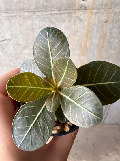 【現品限り】アデニウム・ソコトラナム 実生【G40】 Adenium socotranum