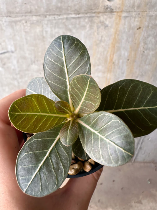 【現品限り】アデニウム・ソコトラナム 実生【G40】 Adenium socotranum