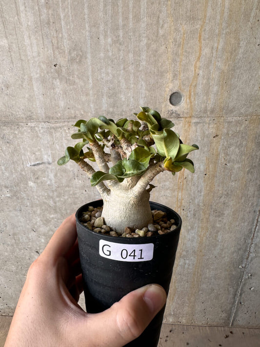 【現品限り】アデニウム・DHA 大株 葉巻【G41】 Adenium DHA