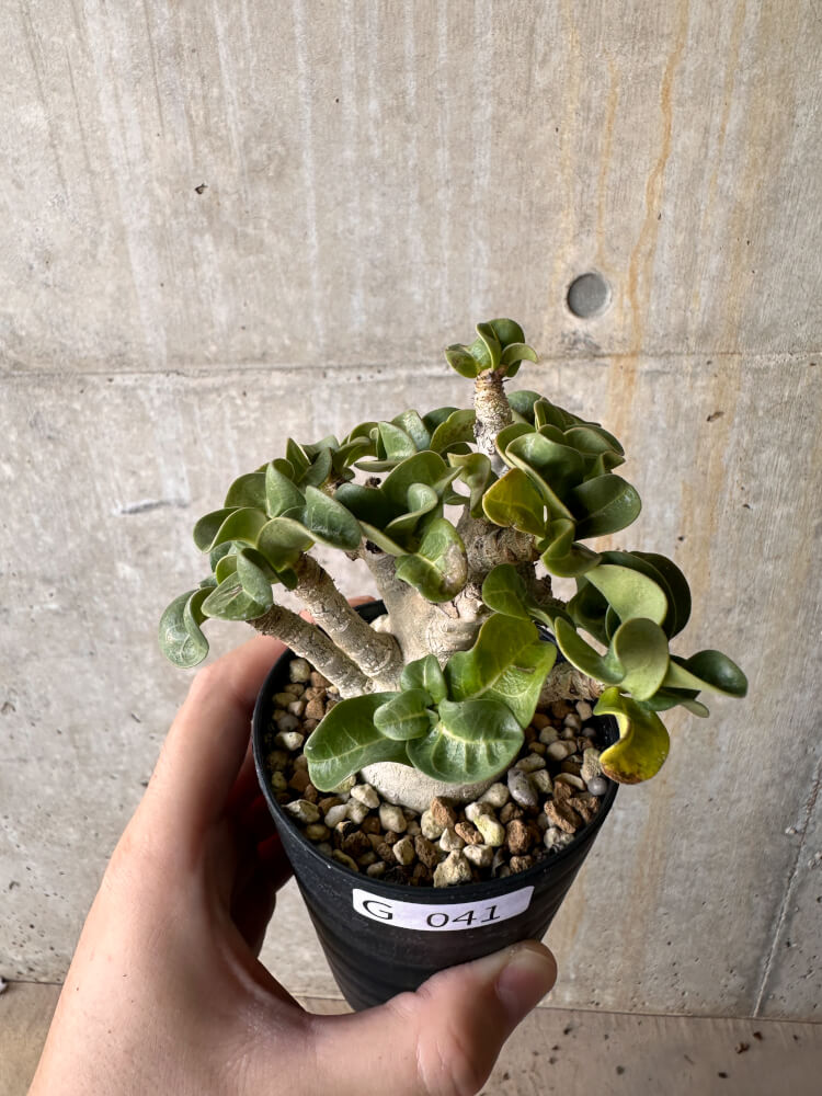 【現品限り】アデニウム・DHA 大株 葉巻【G41】 Adenium DHA