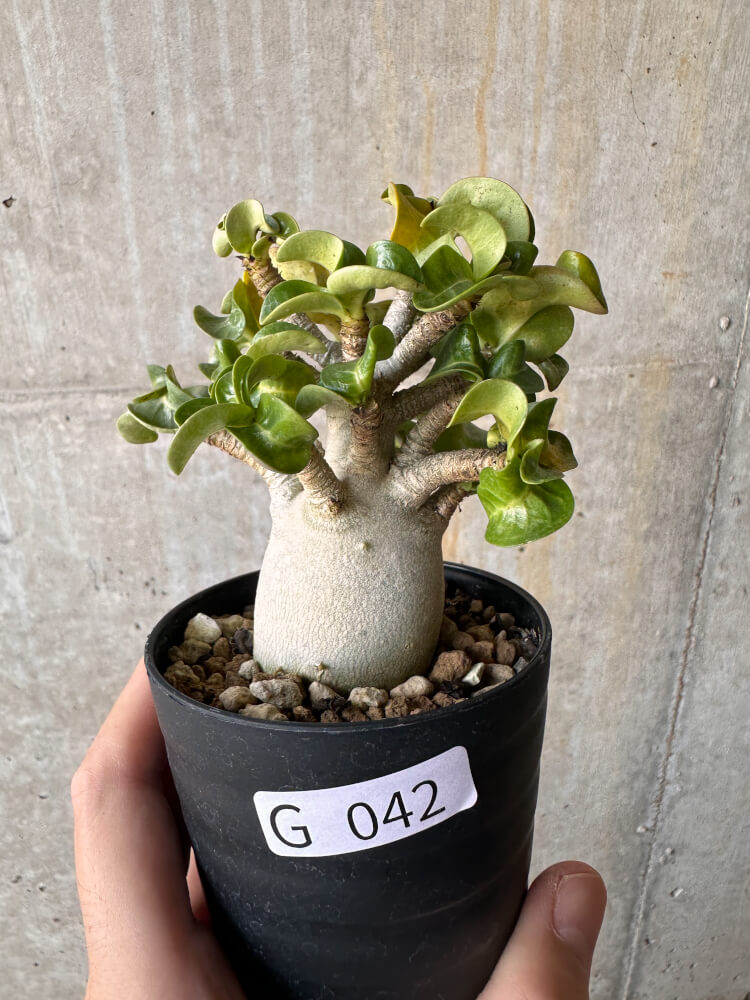 【現品限り】アデニウム・DHA 大株 葉巻【G42】 Adenium DHA