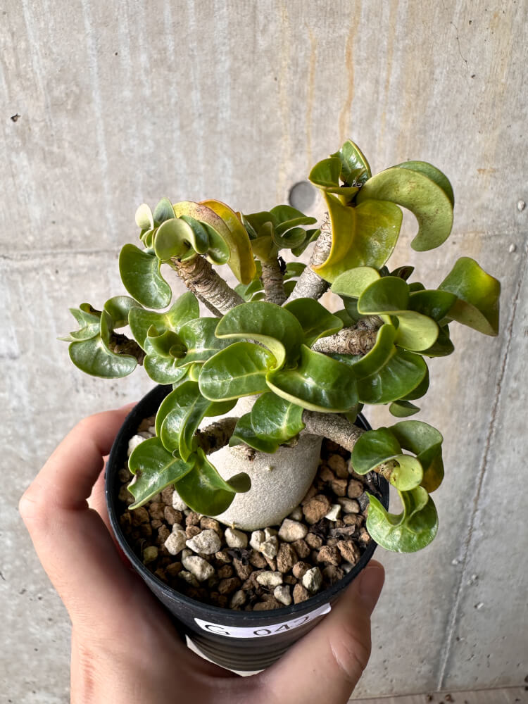 【現品限り】アデニウム・DHA 大株 葉巻【G42】 Adenium DHA