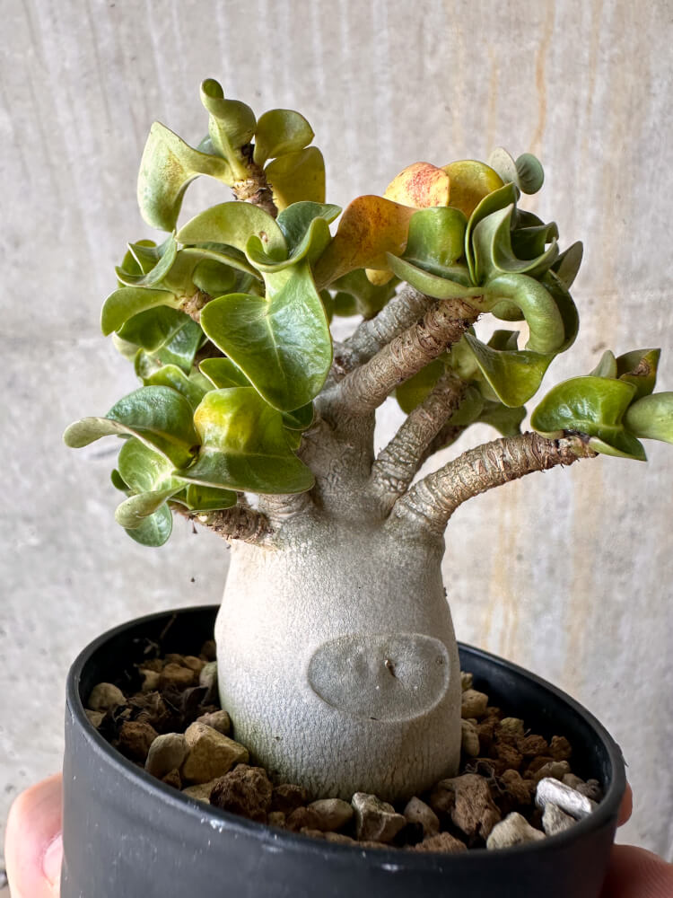 【現品限り】アデニウム・DHA 大株 葉巻【G42】 Adenium DHA