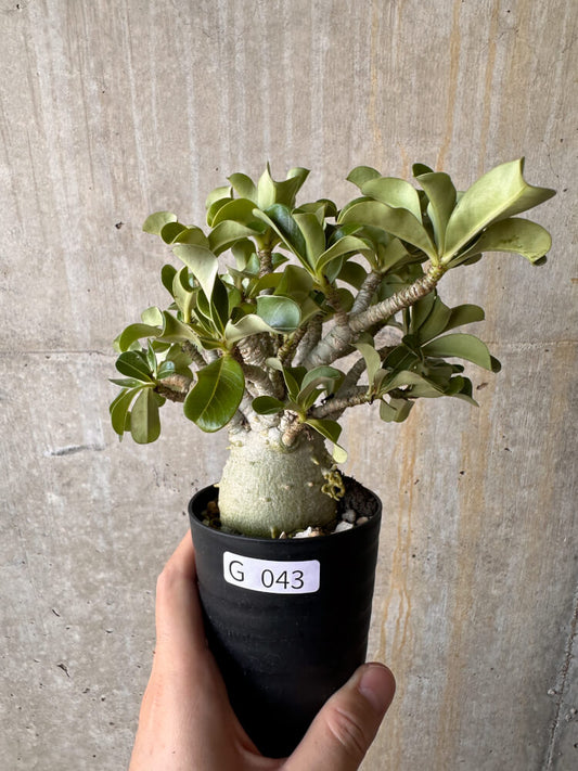 【現品限り】アデニウム・DHA 大株 葉巻【G43】 Adenium DHA