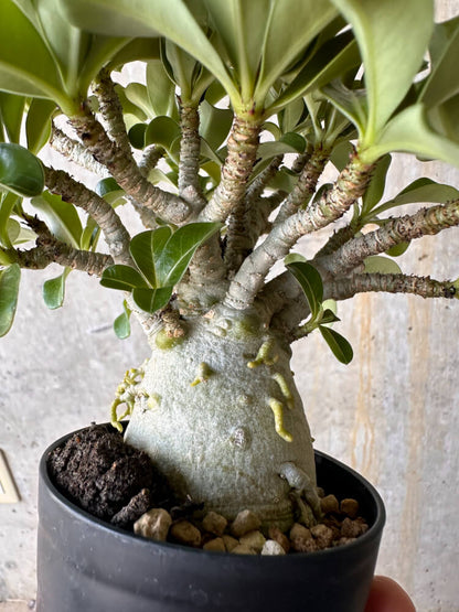 【現品限り】アデニウム・DHA 大株 葉巻【G43】 Adenium DHA