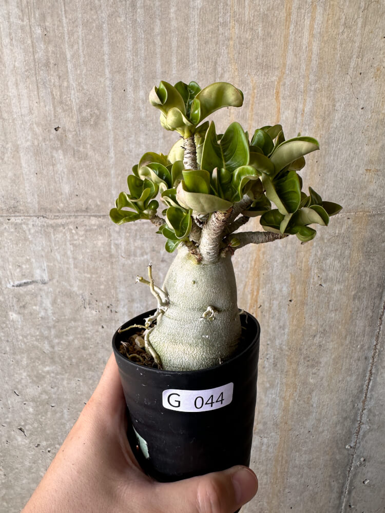 【現品限り】アデニウム・DHA 大株 葉巻【G44】 Adenium DHA